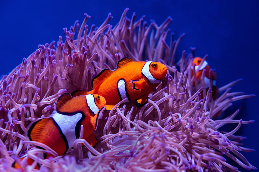 Animals, Water, Coral, Clown Fish, Fish, Fish Clown, Reef HD wallpaper