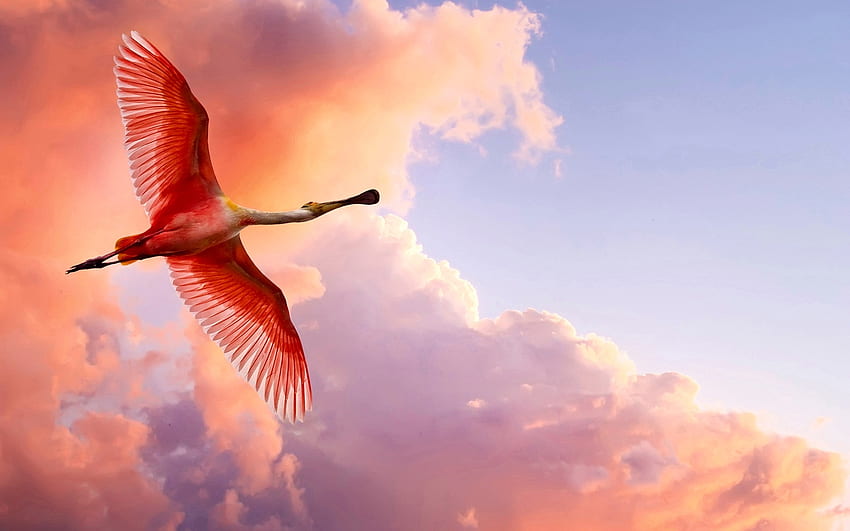 Rosalöffler, rosa, Vögel, Tiere, Wolken, Himmel, schön, Natur HD-Hintergrundbild