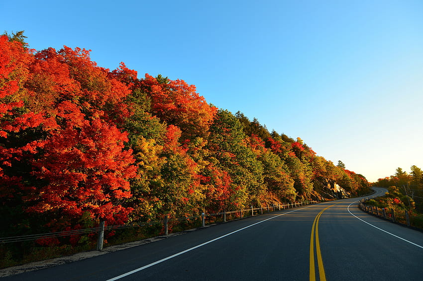 Natura, alberi, autunno, strada, svolta, marcatura Sfondo HD