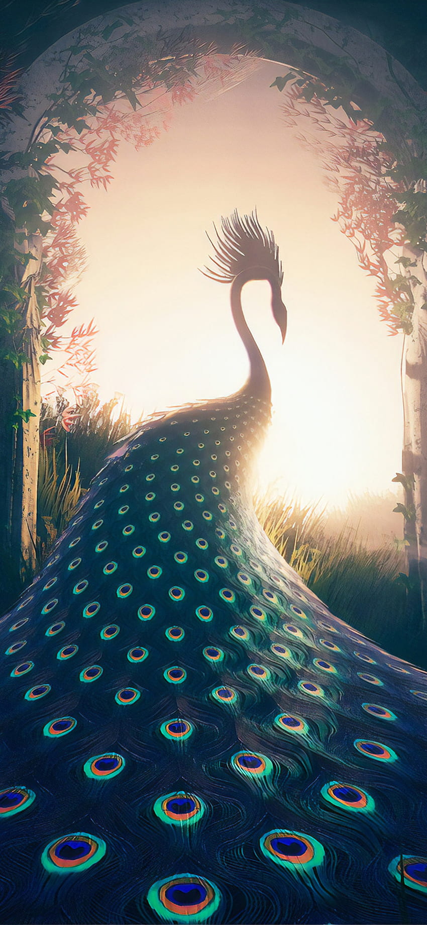 Peacock Journey iPhone XS MAX , , Background, and HD phone wallpaper