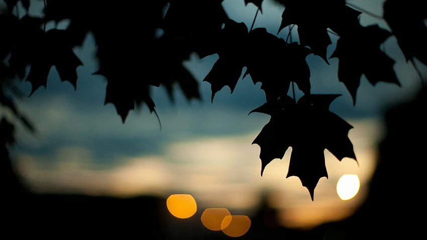 trees, Leaves, Silhouette, Plants, Bokeh, Maple, Leaf / and Mobile Background HD wallpaper