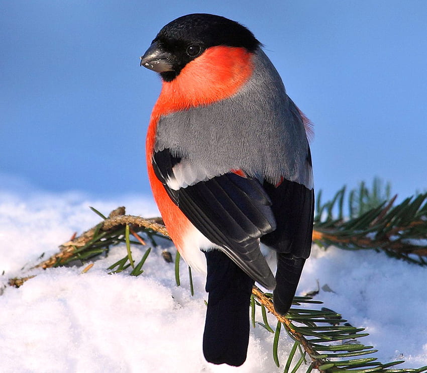 멋쟁이 새의 일종, 가지, 흰색, 검정, 회색, 새, 눈, 빨강 HD 월페이퍼