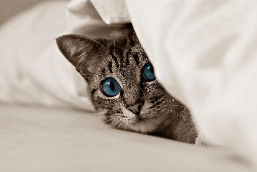 Kot, zwierzęta, kotek, kotek, kaganiec, niebieskie oczy Tapeta HD