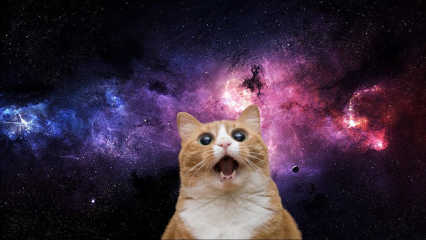 Kosmiczny kot, koty w kosmosie Tapeta HD