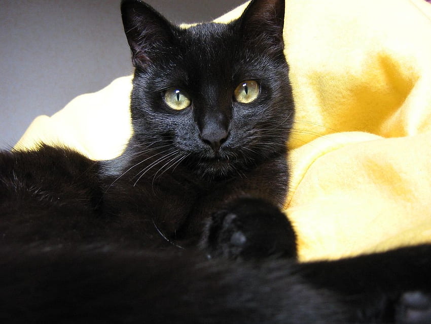 Majestic black cat, sweet, animal, kitten, black, cat, pet HD wallpaper