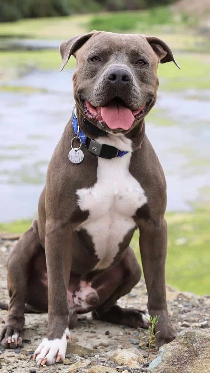 Royal blue hot sale pitbull