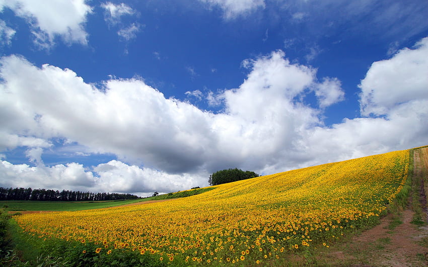 Japan Hokkaido Country Field : Open Field Under Sky . HD wallpaper