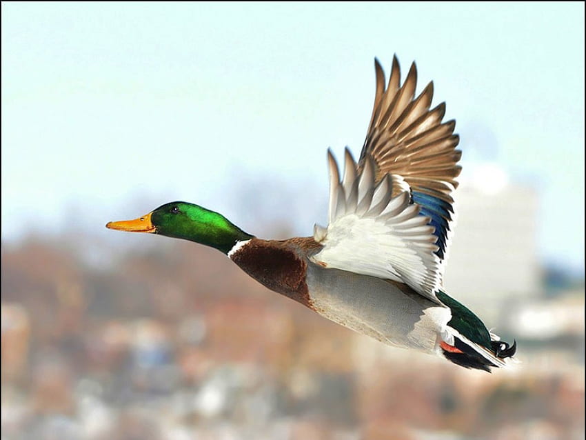 Flying Duck, beautiful HD wallpaper
