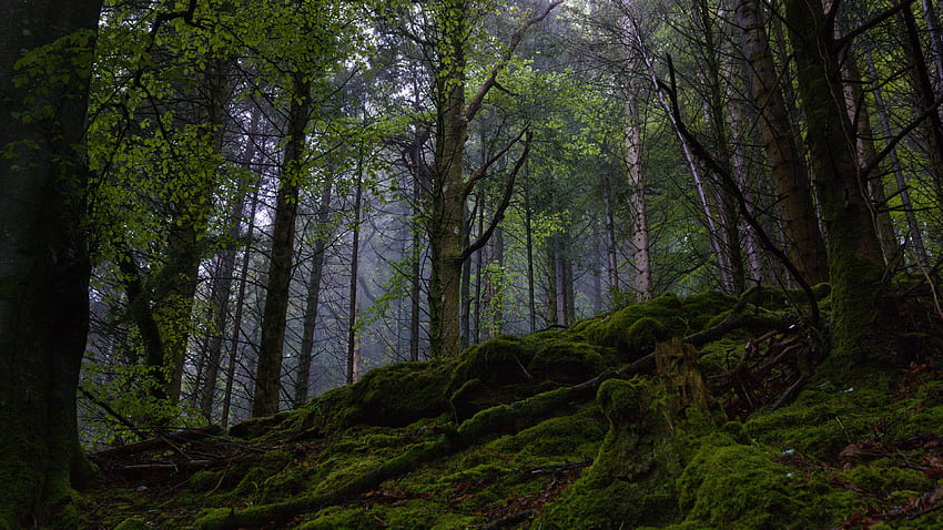 Algen bedeckt Felsen Baumwurzeln grüne Bäume Wald Hintergrund Natur Landschaft Nature HD-Hintergrundbild