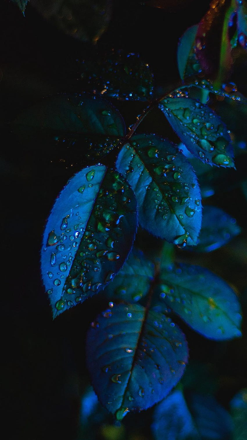 Blue Leaf iPhone, Blue Leaves HD phone wallpaper