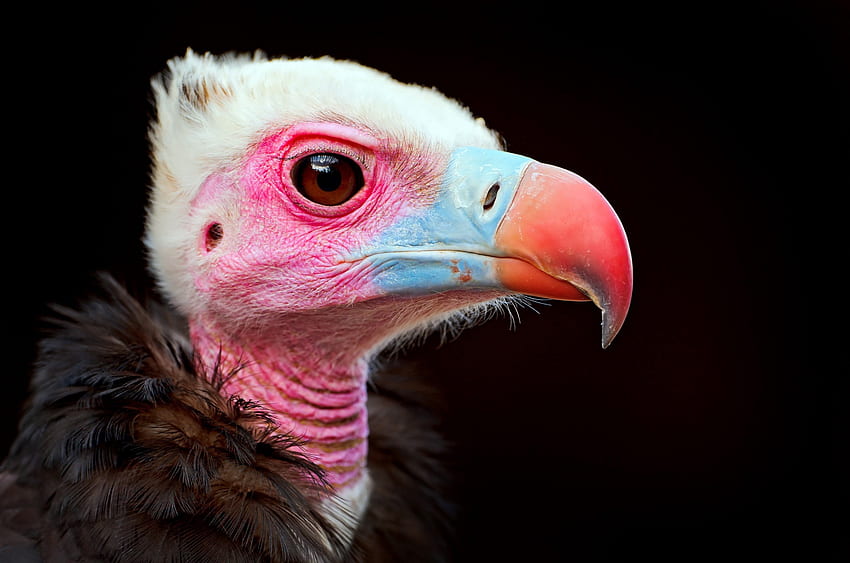 burung berwarna-warni, biru, binatang, pink, putih, burung, graphy, cantik, unik Wallpaper HD