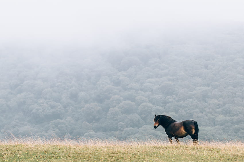 Tiere, Feld, Mähne, Pferd, Wind HD-Hintergrundbild