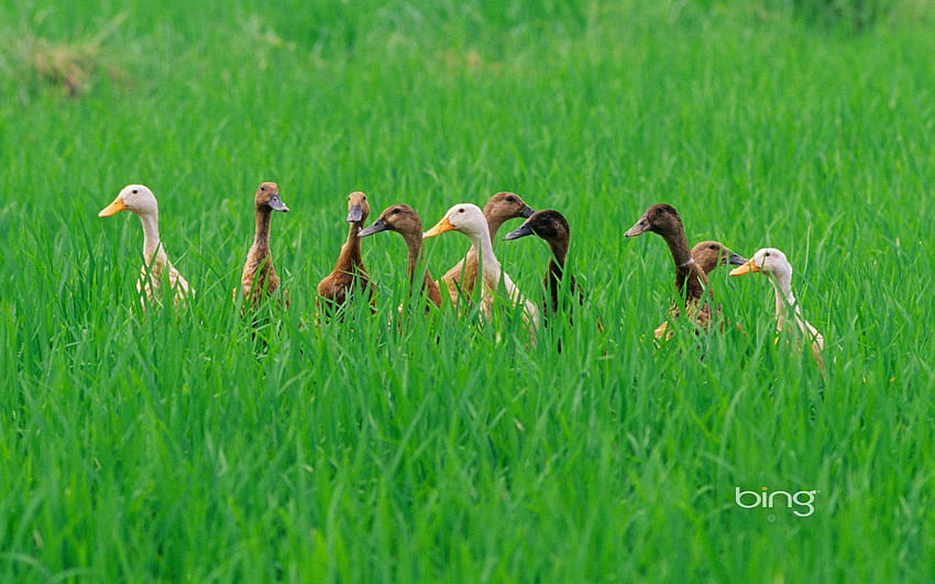 Ducks In A Rice Field Near Ubud, Bali, Indonesia © SuperStock Age, Rice Fields Bali Indonesia HD wallpaper