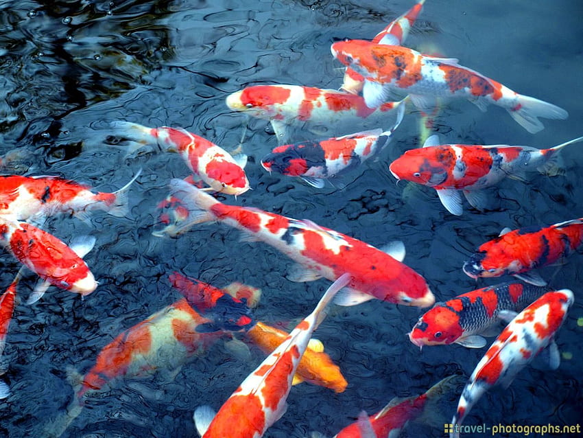 Of Coy Fish, Japanese Koi Fish Pond HD wallpaper