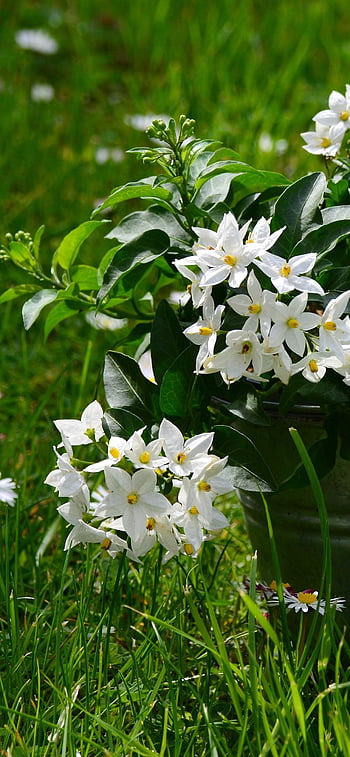 HD wallpaper jasmin jasmine flower white tender small fragrant wet   Wallpaper Flare