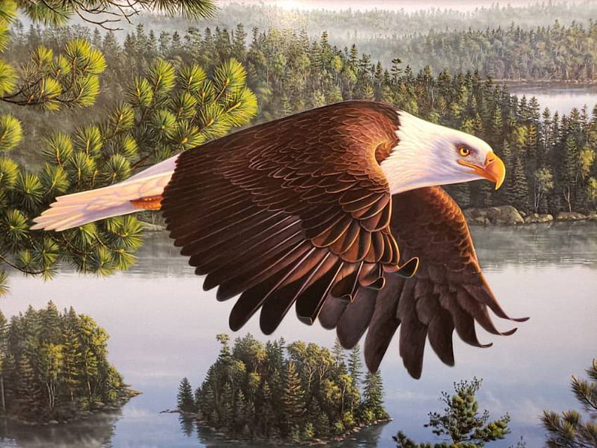 Eagle Flight, flight, nature, eagle, water HD wallpaper