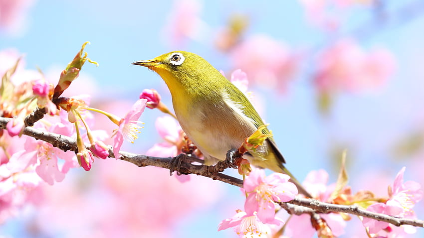 White-Eye Japoński Zielony Ptak Stoi Na Gałęzi Drzewa Różowy Kwiat W Rozmycie Tła Ptaków Tapeta HD