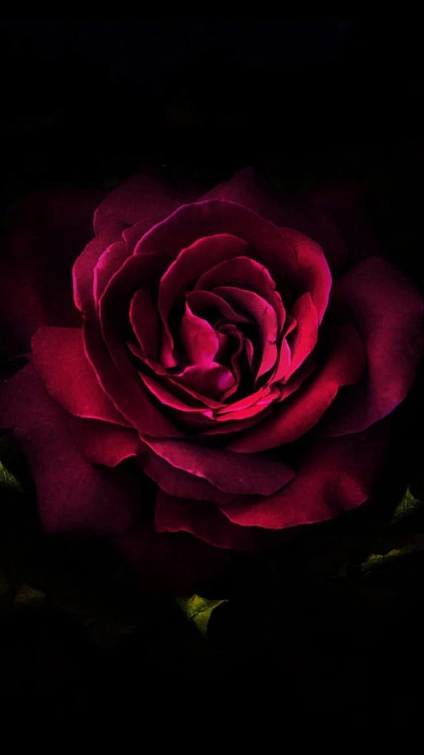 Premium AI Image  Red roses wallpapers for iphone and android we have a  collection of red roses wallpapers for iphone and android red roses  wallpaper flower wallpaper wallpaper backgrounds