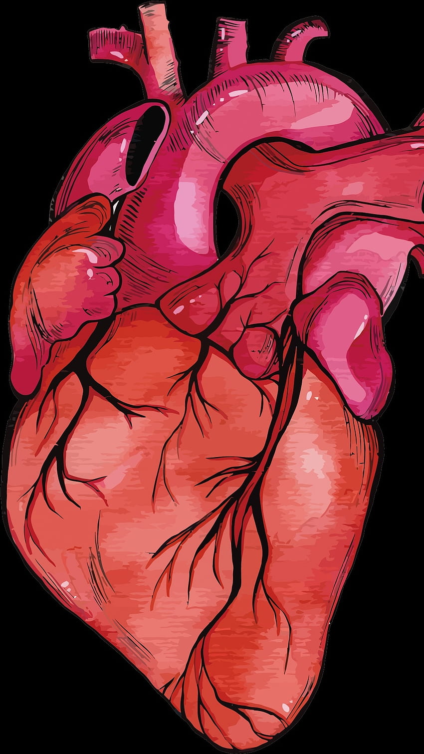 Struktura ludzkiego serca, ludzkie serce, struktura Tapeta na telefon HD
