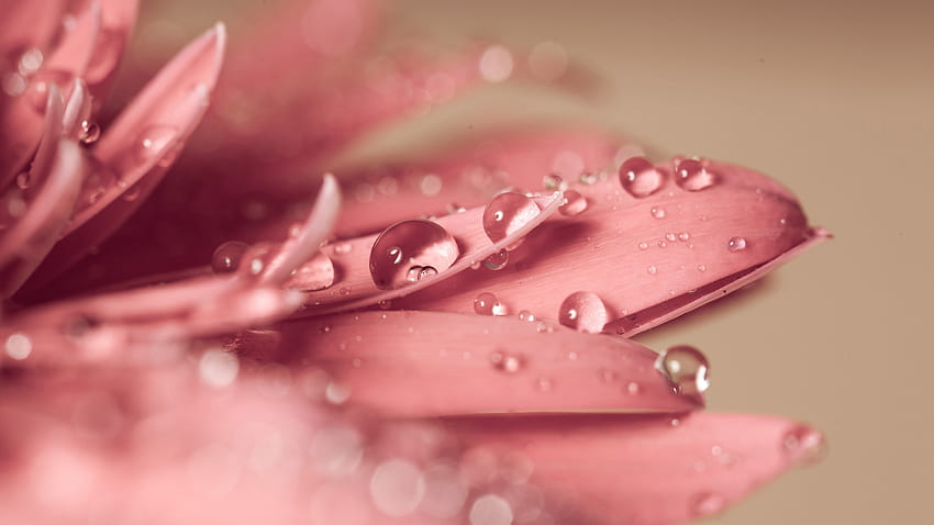 หยดน้ำ เปียก ดอกไม้ Waterdrops กลีบดอกไม้ วอลล์เปเปอร์ HD