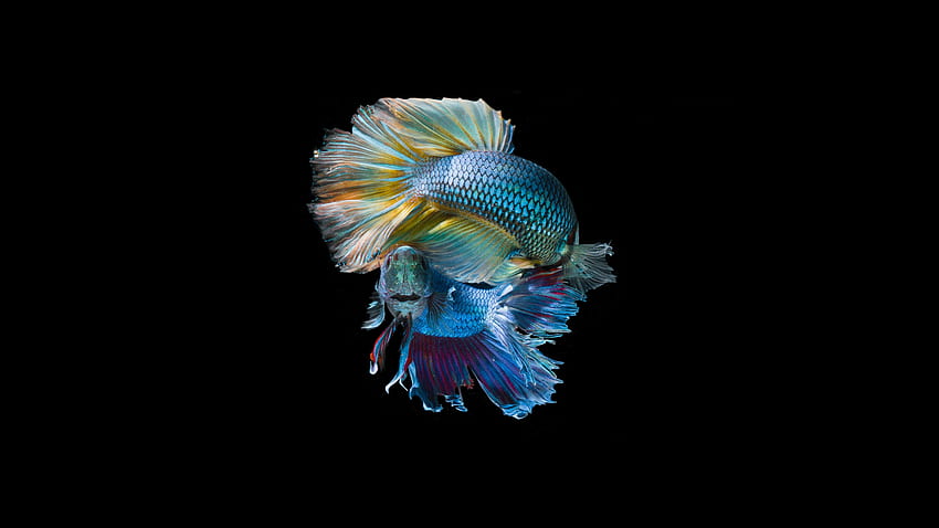 Animals, Fishes, Shine, Brilliance, Scale, Scales, Fish, Tail HD wallpaper