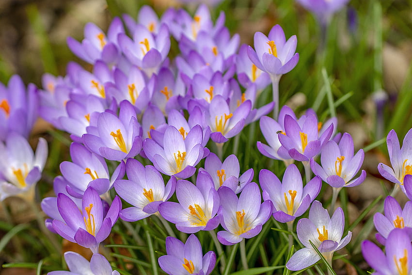 Krokus, Blüte, violette Blüten, Nahaufnahme HD-Hintergrundbild