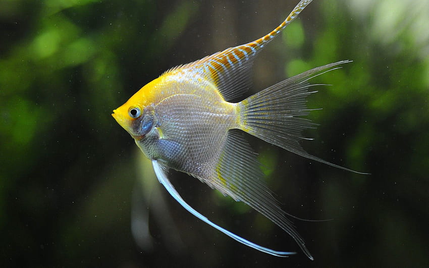 Animaux jaunes aquarium poisson ange amazone, bel aquarium Fond d'écran HD