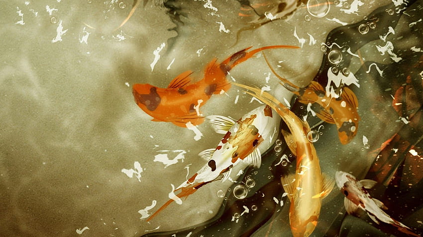 Koi Fish background, Japanese Koi Pond HD wallpaper