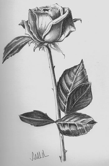 Beautiful Rose Pencil Sketch - Desi Painters