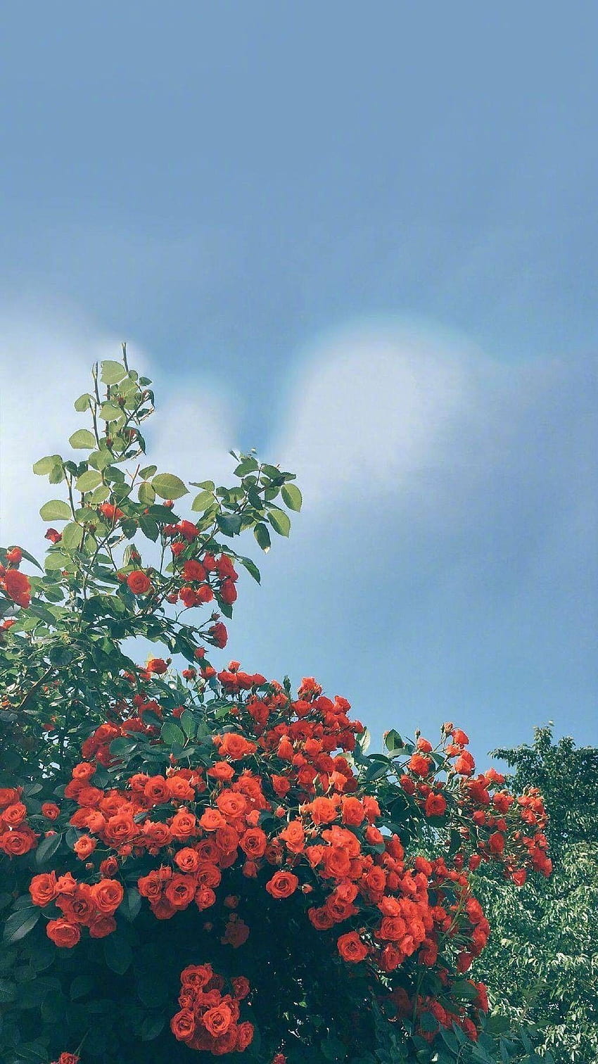 iPhone . Sky, Flower, Red, Plant, Vegetation, Tree HD phone wallpaper
