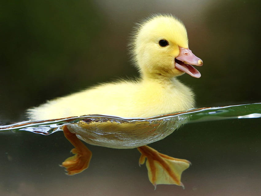 Baby Ducklings, Cute Baby Duck HD wallpaper