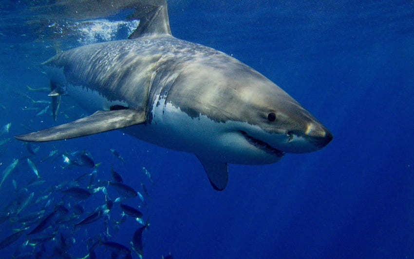 Grandes tubarões brancos, tubarão do oceano papel de parede HD