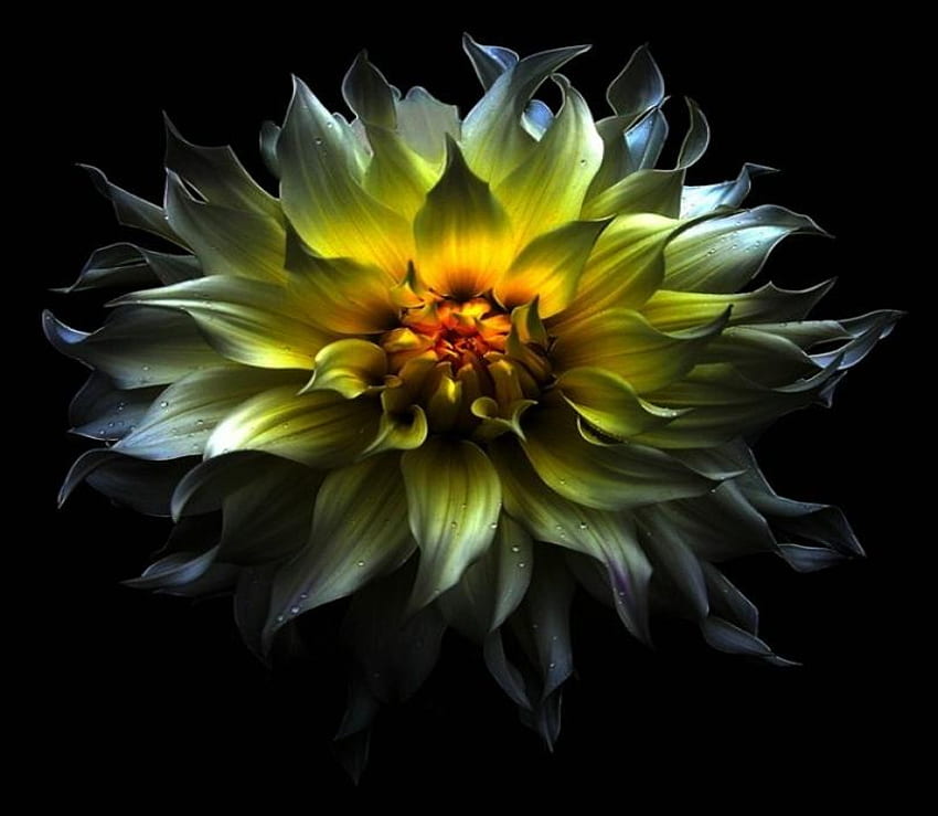 Starburst flor, hermoso, pétalos, amarillo, flor fondo de pantalla