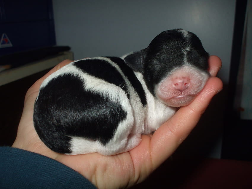 Sleepy new-born puppy, pup, new born, black and white, cute, sleepy, small, hand HD wallpaper