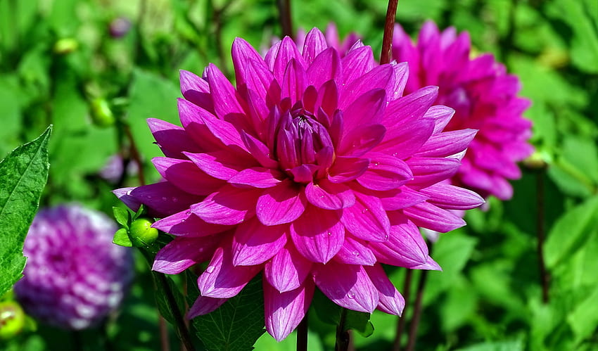 핑크 달리아, 꽃, 여름, 잎, 핑크, 정원, 달리아, 아름다운 HD 월페이퍼