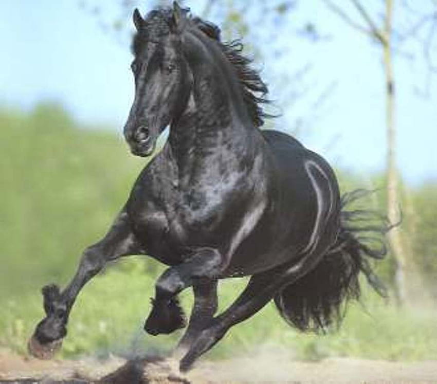 Black Friesian, horse, stallion, animals, cavalo HD wallpaper