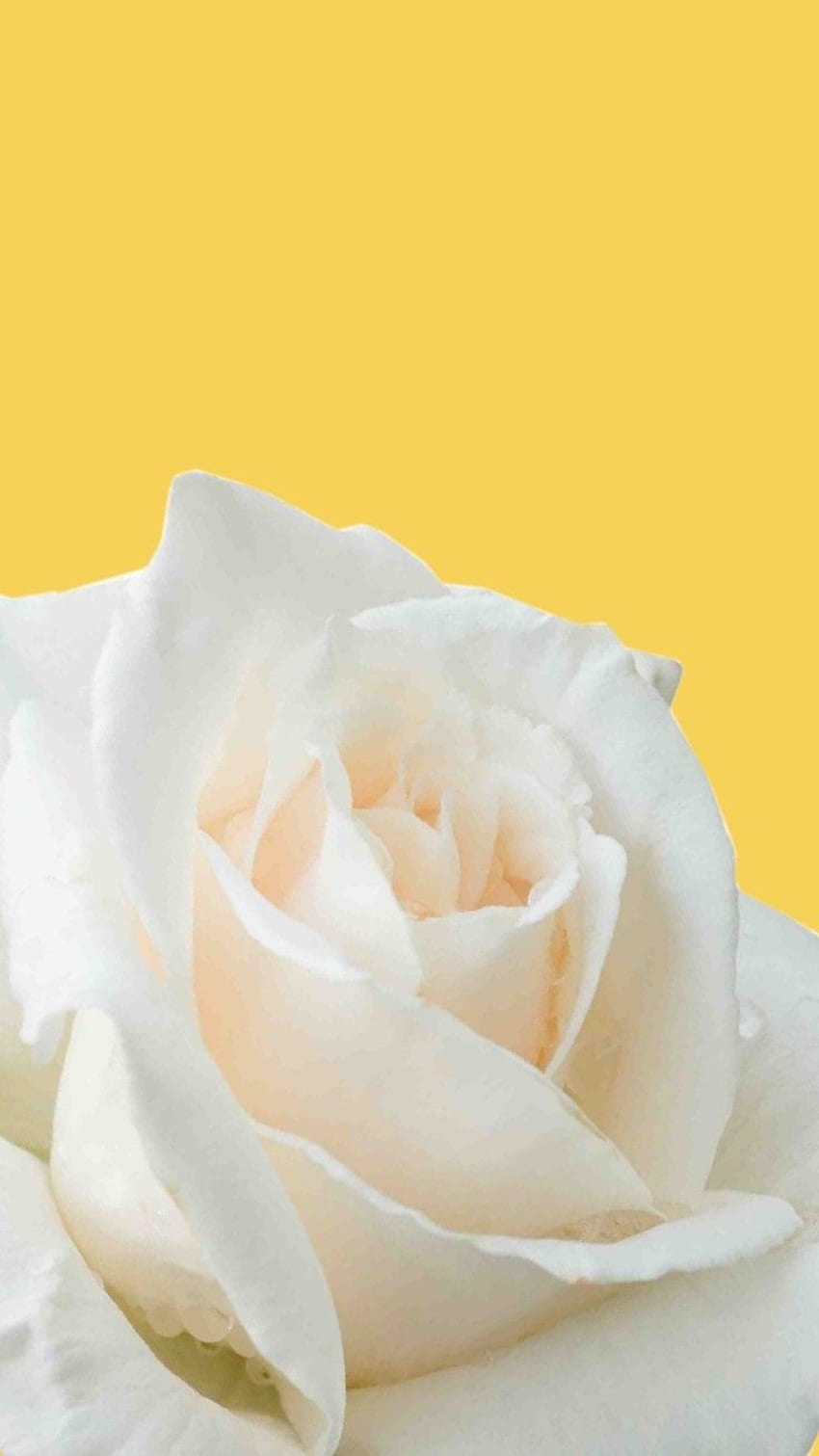 Page 2 | yellow rose background HD wallpapers | Pxfuel