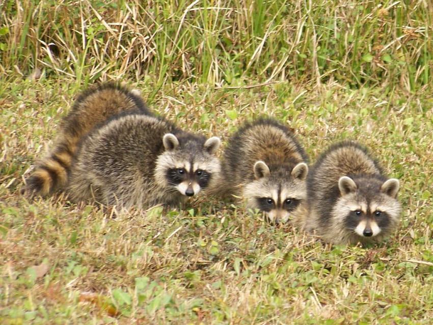 Furry Friends, bandit, raccoon, woodland, creatures HD wallpaper