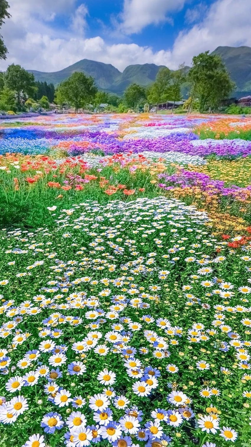 Lindas flores, jardim de flores Papel de parede de celular HD