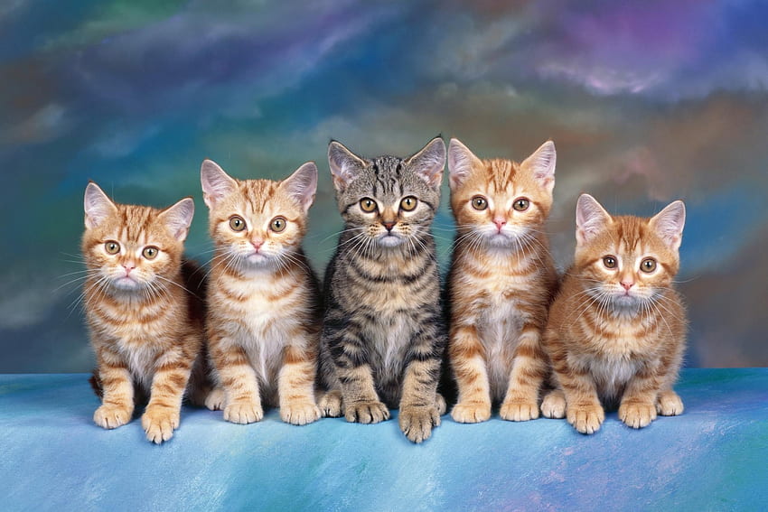 Animals, Sit, Family, Lot, Cute, Kittens HD wallpaper