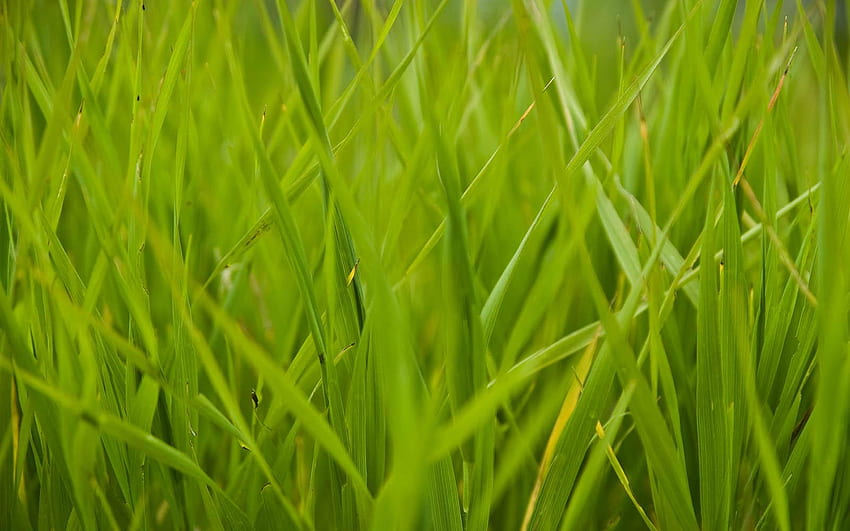 In The Tall Grass HD wallpaper
