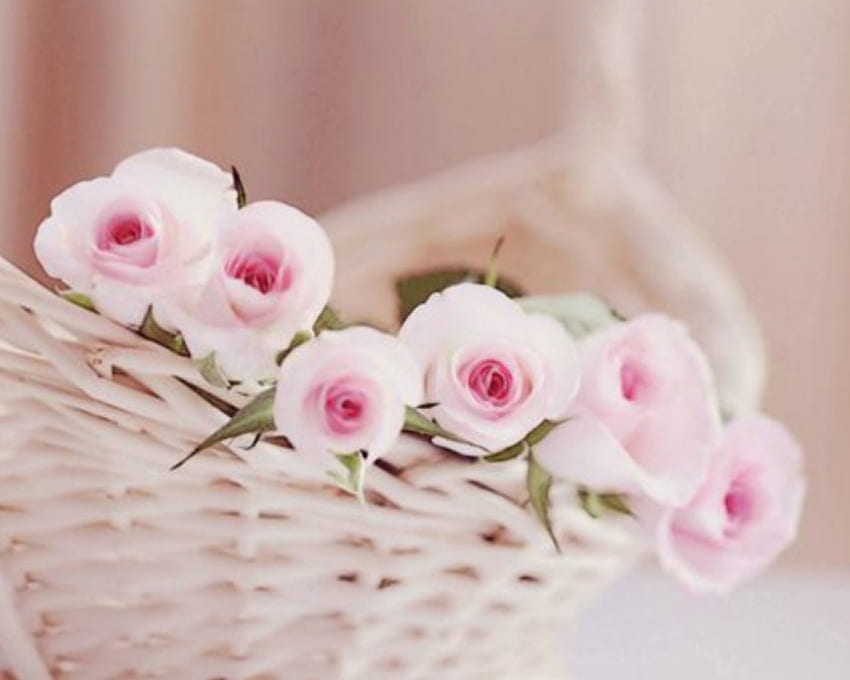 Lovely Flowers, basket, pink, flowers, bloom HD wallpaper