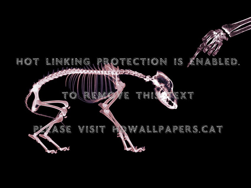 X 線犬の頭蓋骨の骨格、動物の骨格 高画質の壁紙
