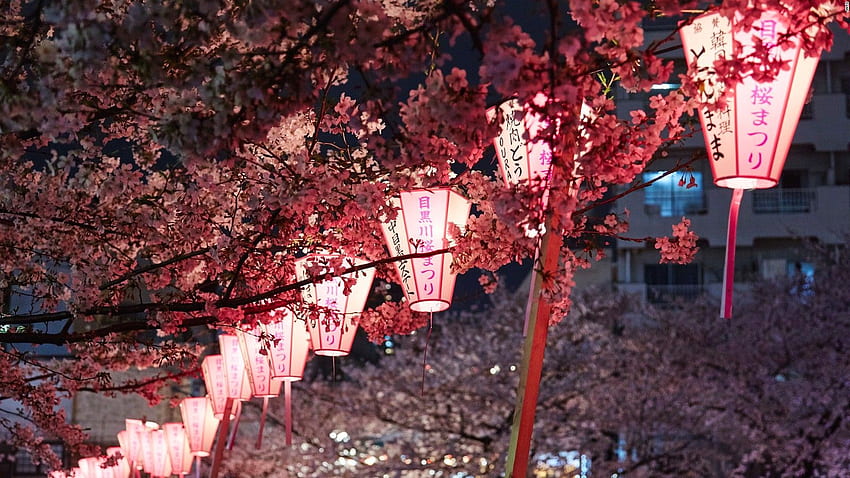 Cherry Blossom Season in Kawazu, Japan Has Arrived—Take a Look