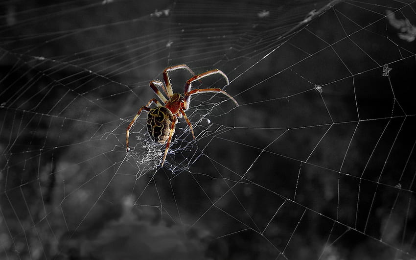 jaring laba-laba, jaring, laba-laba Wallpaper HD