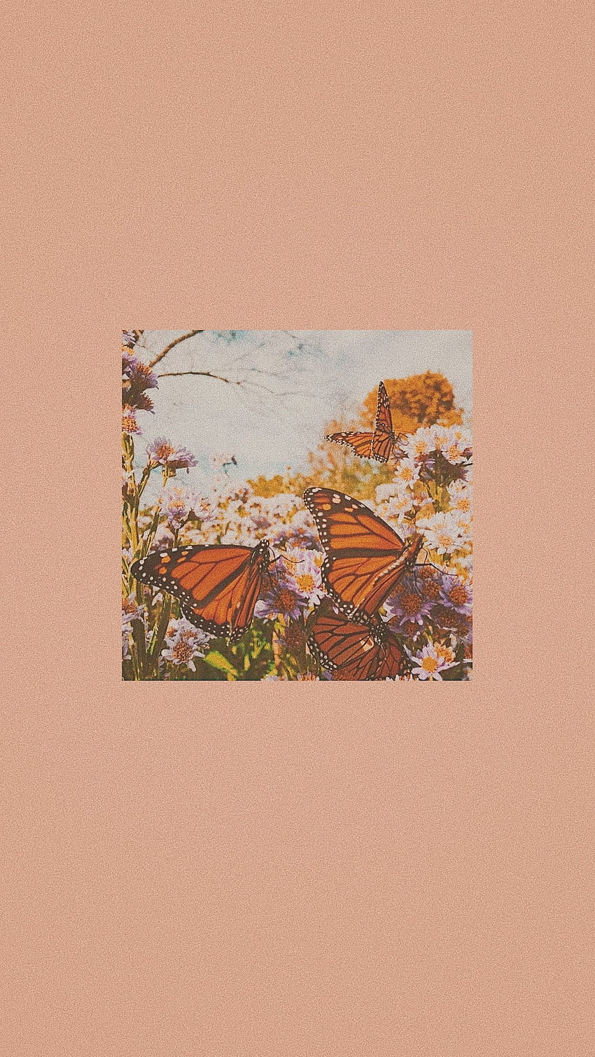 Monarch Butterfly, Aesthetic Orange Butterfly HD phone wallpaper