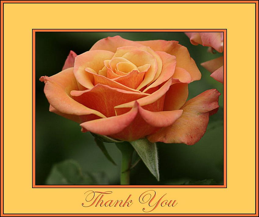 THANK YOU TO ALL MY DN FRIENDS, plants, soft, delecte, nice, rose, blossoms, bud, nature, flowers, blooms, lovely HD wallpaper