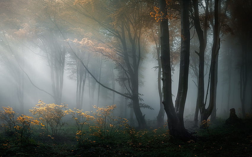 Forest, trees, haze, fog, morning HD wallpaper