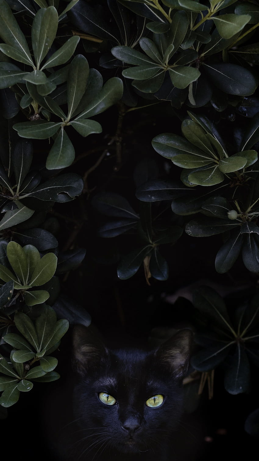 Gato negro en los arbustos. Estética del gato negro, Estética del gato, de bloqueo del gato estético, Gatos negros estéticos fondo de pantalla del teléfono
