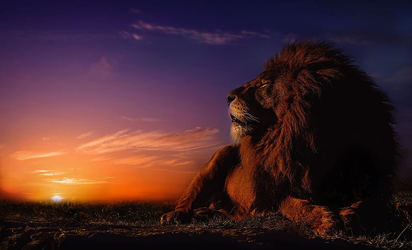 Lions Sun Sky sunrise and sunset Animals HD wallpaper | Pxfuel